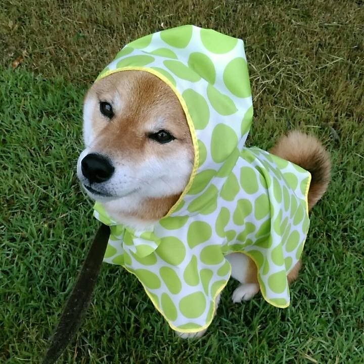 5724fc53 51c0 4a66 9955 2668d4f221ab 1561796045211