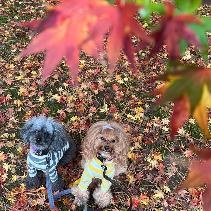 57259d80 dfdd 426b b8a8 5d41295b4cff 1670022854661