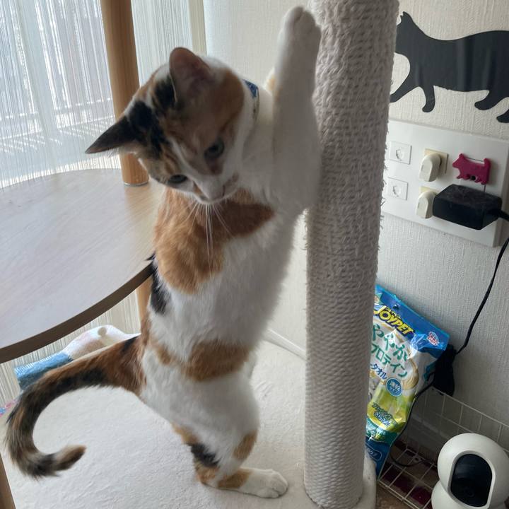 5725bad9 1c9e 4afe 9968 f2ca5785c49c 1718236181806