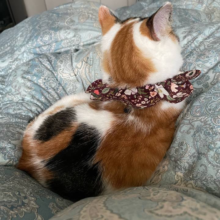 5725e44f 96bb 4d00 8fa0 62fdb2f23ca2 1761694591243