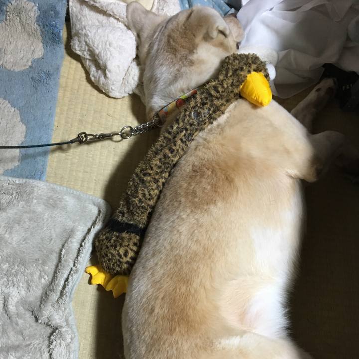 5728d285 17ac 46fc 9c96 900134978ac3 1509193661101