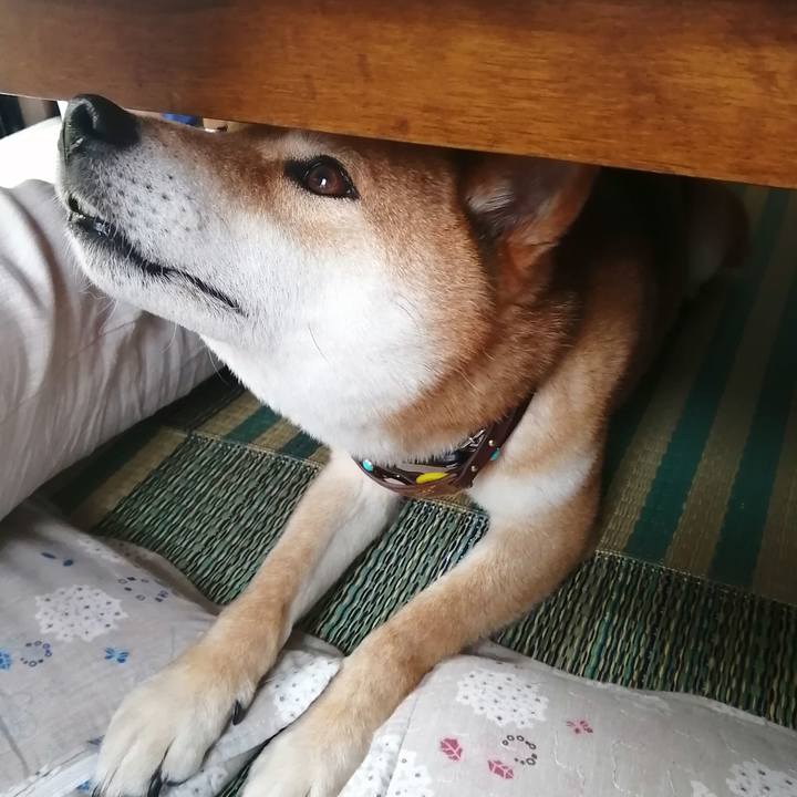 57292da4 5018 45f1 a1e2 5ac170fc8187 1588565538110