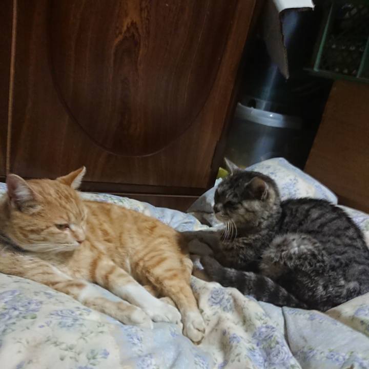 572937a4 7b18 44d2 ad1f f80f094c378a 1587989123231