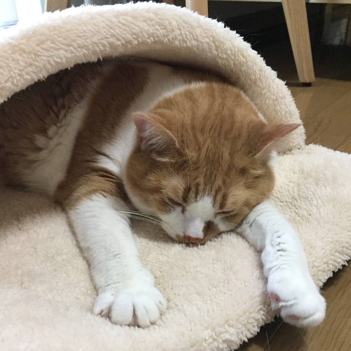 572d74ab dda3 46c3 a156 8291ee8f2f5d 1511257023721