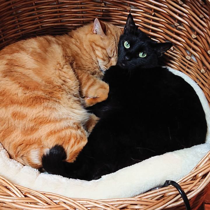 57320ceb a002 427b baed d9b0d39315e0 1587610299604