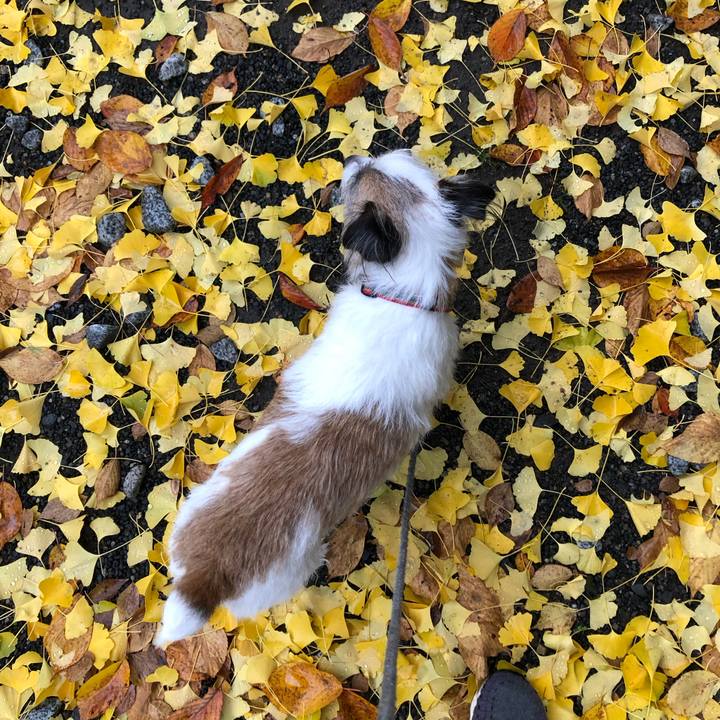 5732ac8b b40a 4d6f baeb 2a81c4513cec 1605824566966