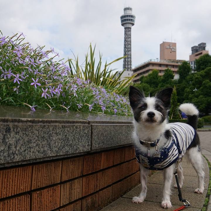 57347591 065e 4de7 8059 a3793c50ac7c 1561371536248