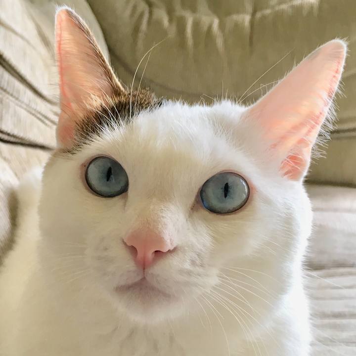 5736dd51 29fb 4cc8 a558 b4c7971db763 1542277973600