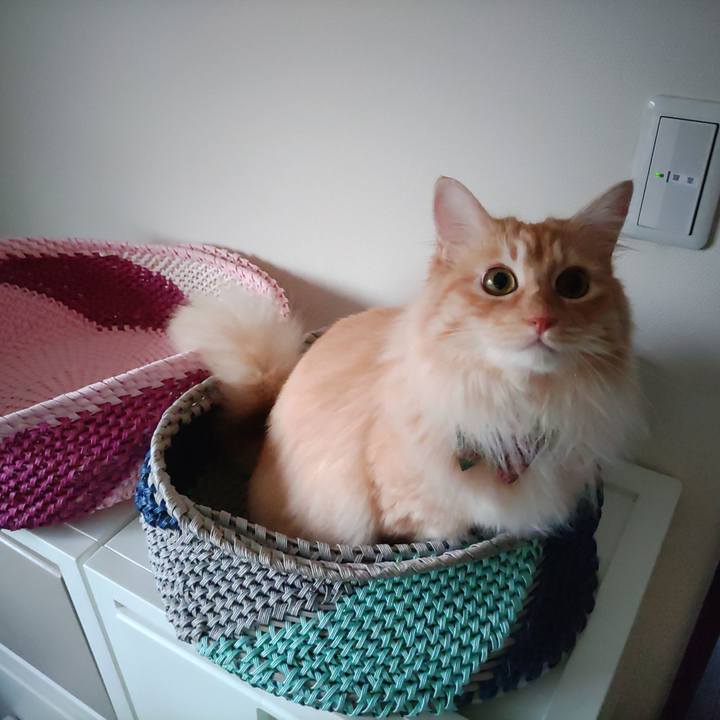 5737f27d 9c09 4788 b974 515019843daf 1655851499751