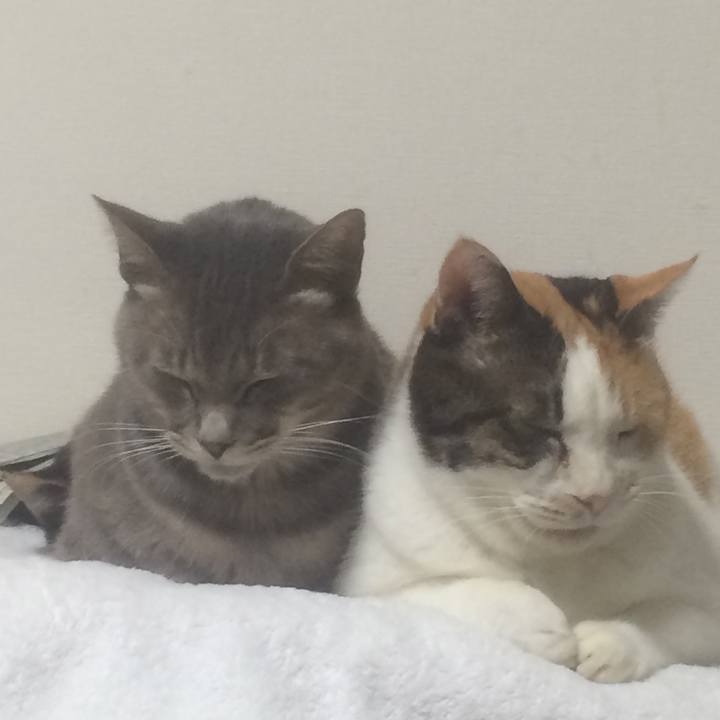 5739adb6 bb27 4178 918b cefeda635095 1540828498406