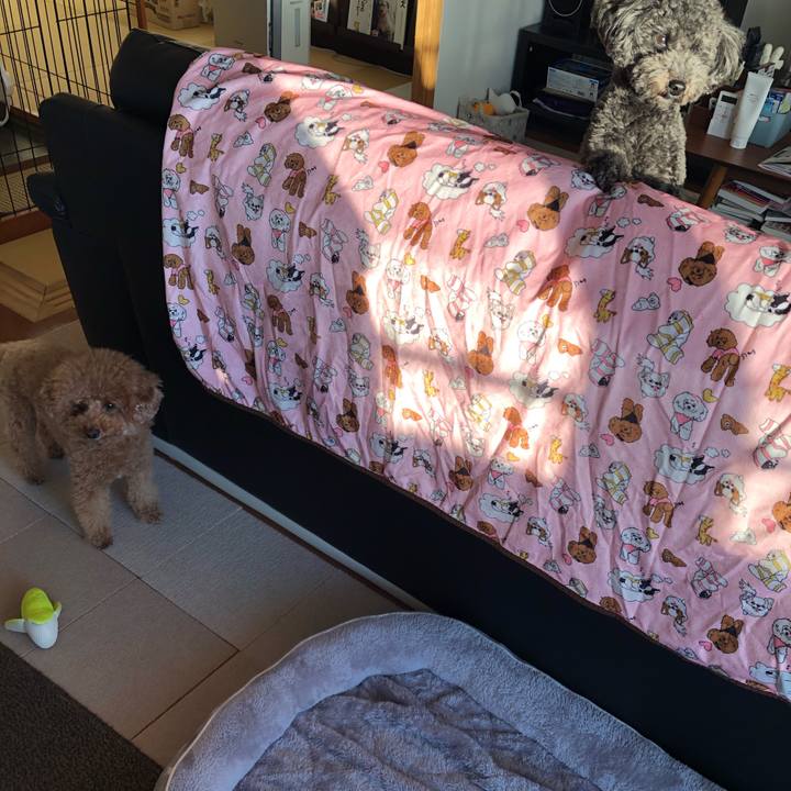 573c0ed5 977a 4259 8123 5a68ff6d4443 1606885012146