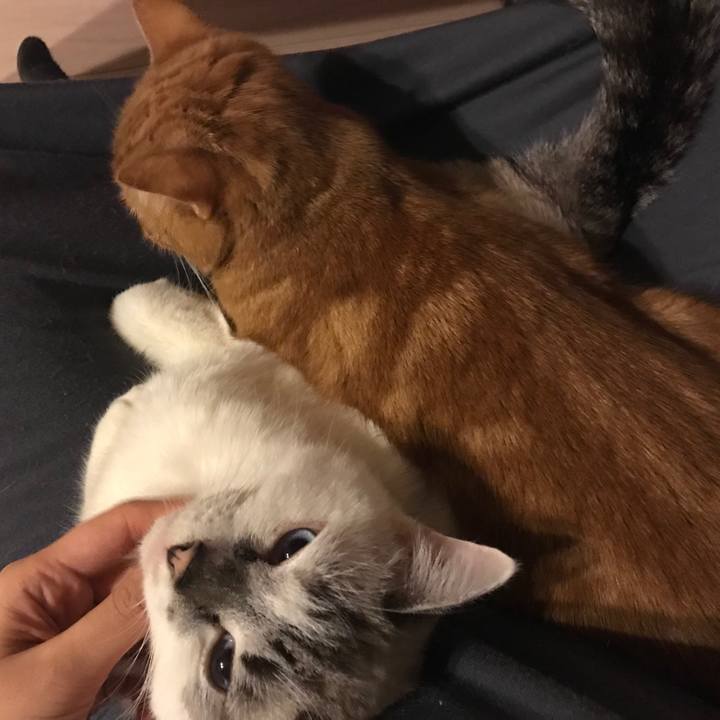 573f0443 f1b5 4209 87ca d6f300702625 1510662318726