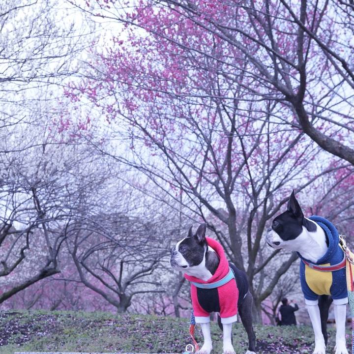 57460d03 ad87 4b97 b453 43deaad896e7 1521207230666