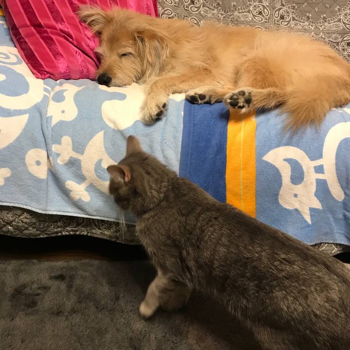 575ca150 326e 48cb b5c2 46b8fc8a095f 1546525018322