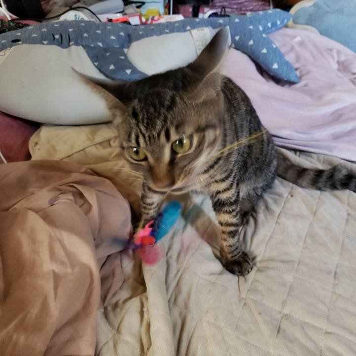 57600611 7b96 419f a0a5 53adf1fb3a64 1541908212743