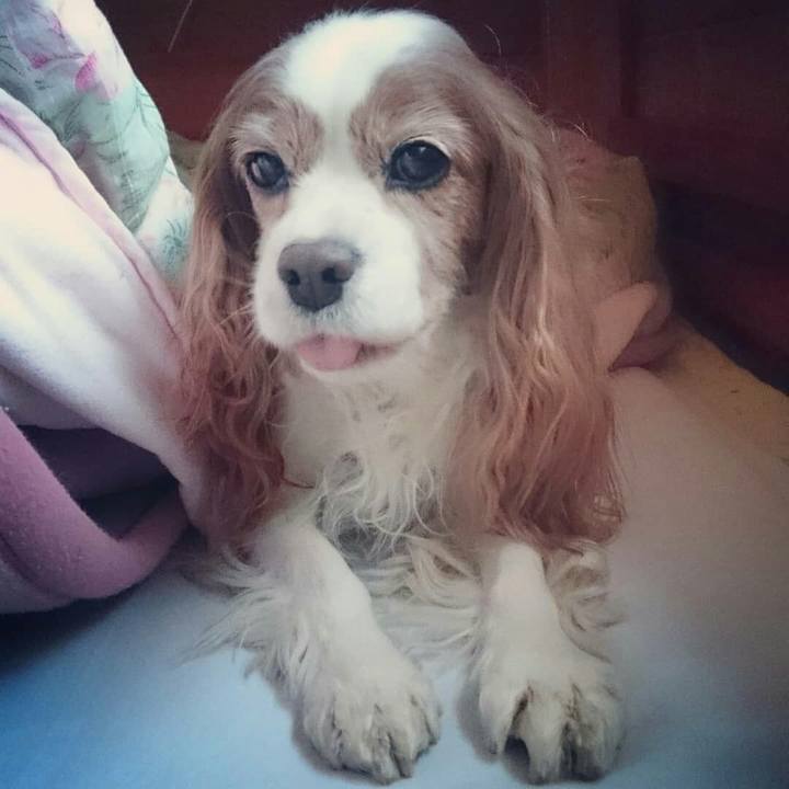 5765c822 45d6 454d 84b1 513d8475f26f 1519774703081