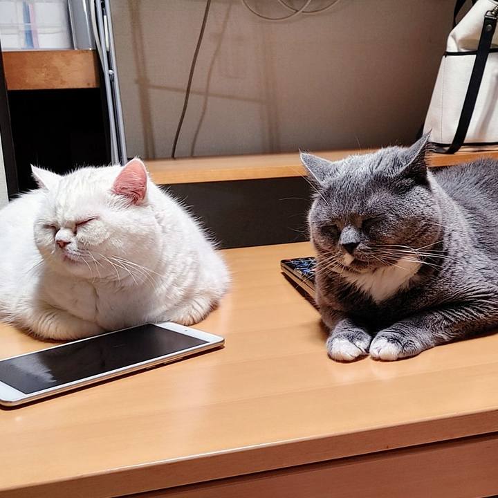 57724874 9b46 4acb af5a 8893b41a0439 1679319988219