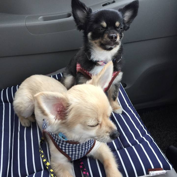 5772a0db fb40 45a5 a83a f47f208631ee 1525236586824