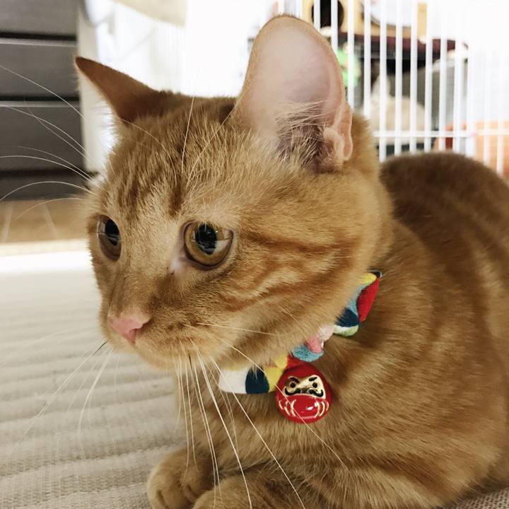 5773367e 48a9 42e6 9334 6a5b95572595 1511575796866