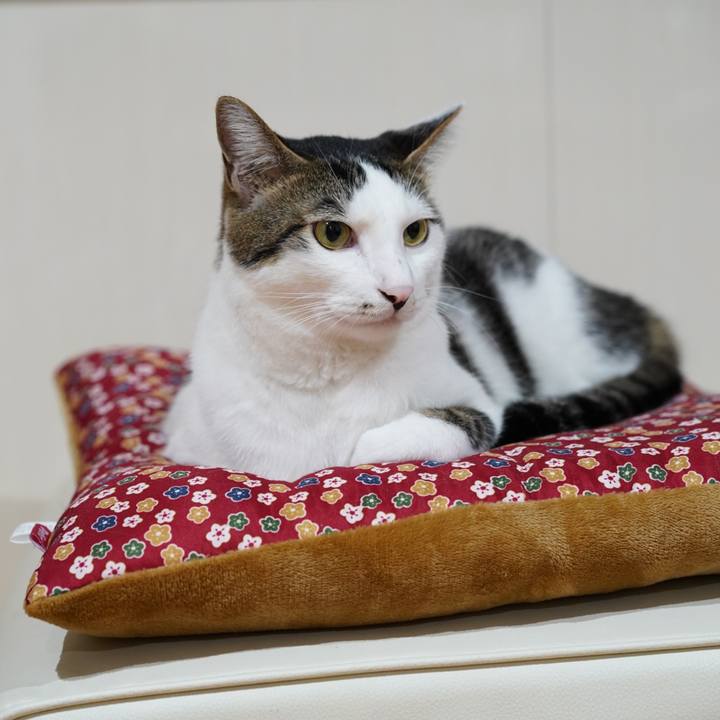 57743979 194d 4c5c a05a 8a237ac648d3 1572306996866