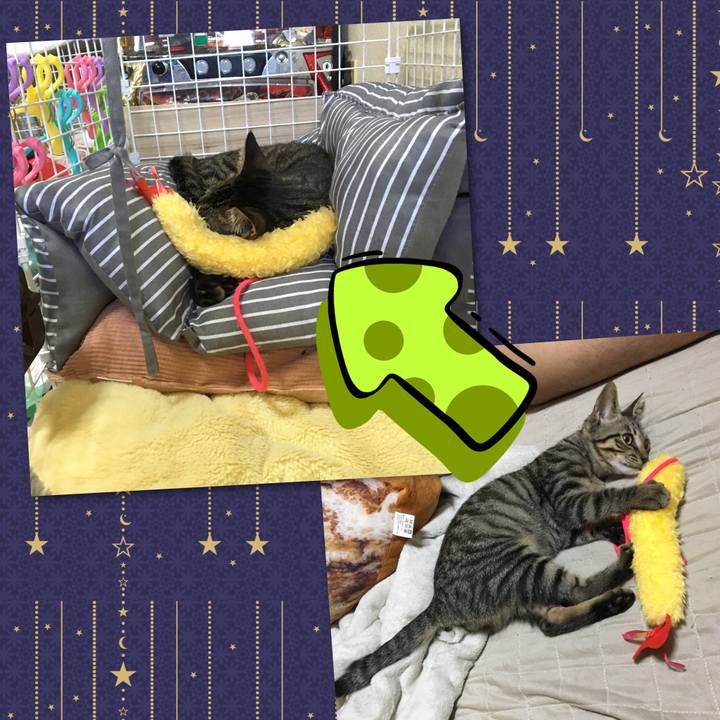 57786de8 06bb 4a7a b84a 488a5529bab1 1553394925210