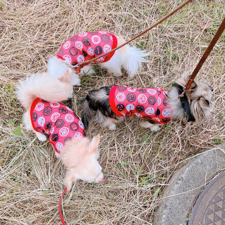 5778c8ac 522d 415d ad69 6882f2d2a44a 1655982847335