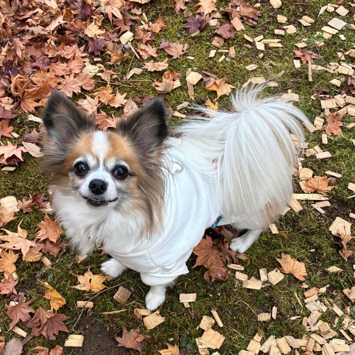 577945af c509 44f3 b4ce ae2d8634f952 1764075788229