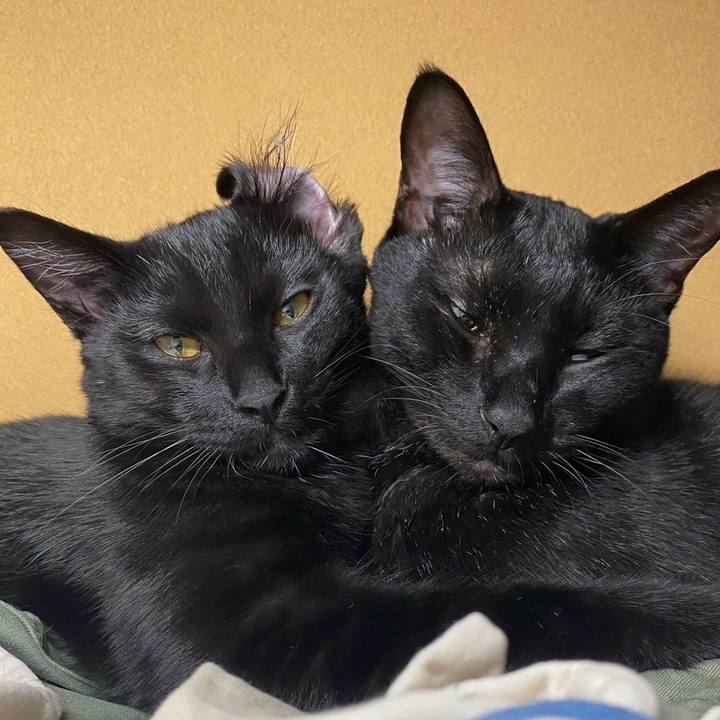 577a30a8 ca68 4e0e 94d5 158e38fe08b2 1763994567587