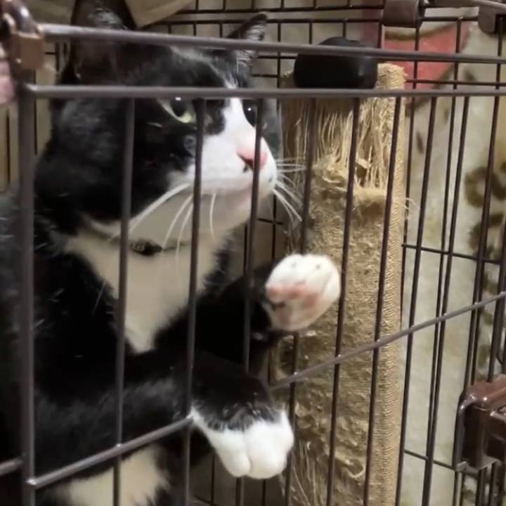 57809719 9c81 4d4d bcad 6b9d94b61f8f 1741167211332