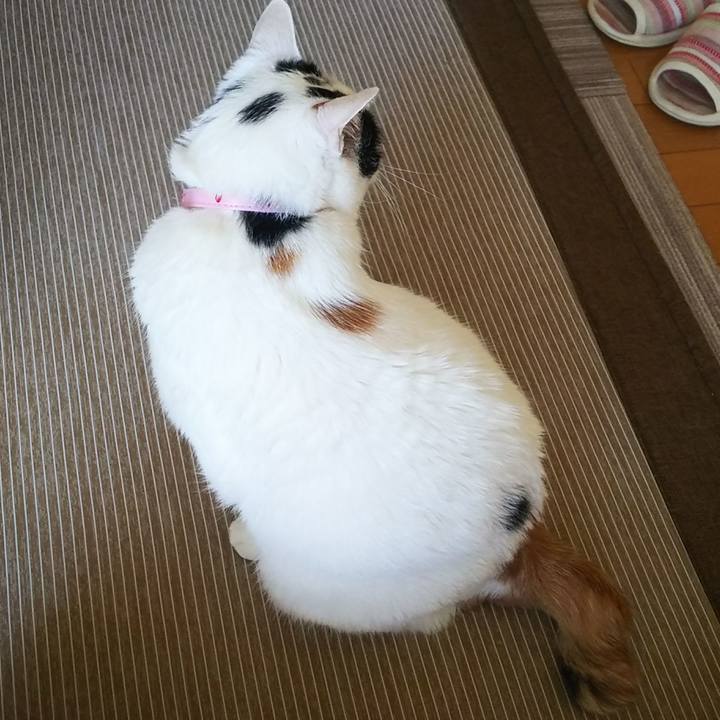 57858728 0093 40e3 abe5 b99cd860fc40 1529619507884