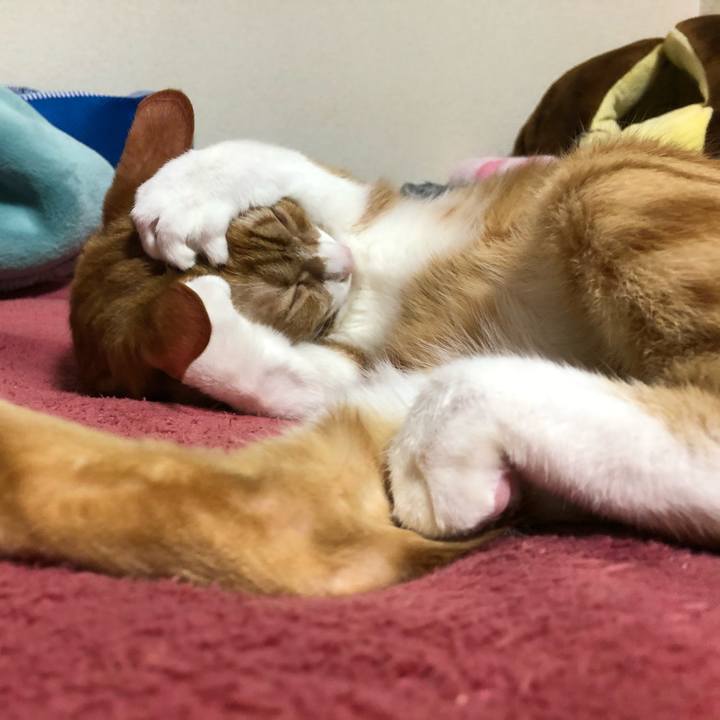 578ea86f 345f 493a 929c 098873ea6212 1587471615524