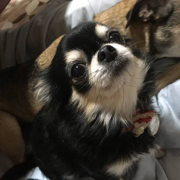 578f16c1 e009 410f 99be efeb1e645a06 1513260496572