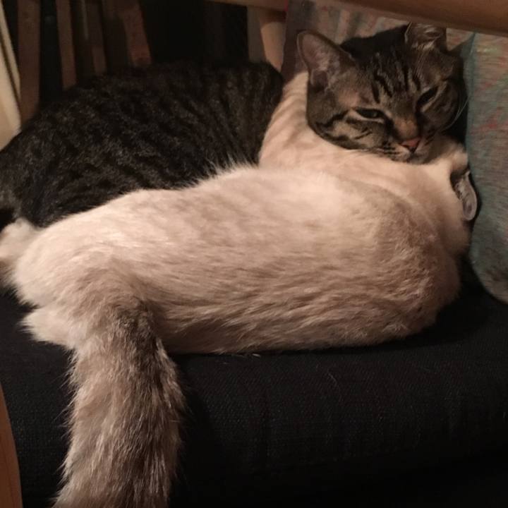 57988af1 66cb 46c0 a1bf bd5df11a34c2 1542100268510