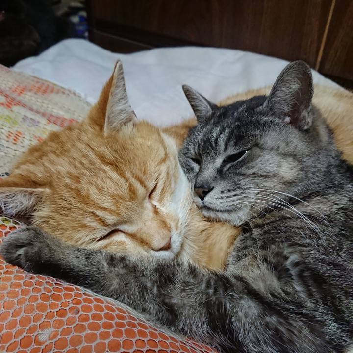 5799cb6d 84e3 4b05 9e64 f2e6ca8da8d9 1585574303099