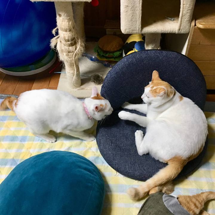 579d2fa4 d44e 4888 9fc5 f33a1a6ffe02 1539612662414