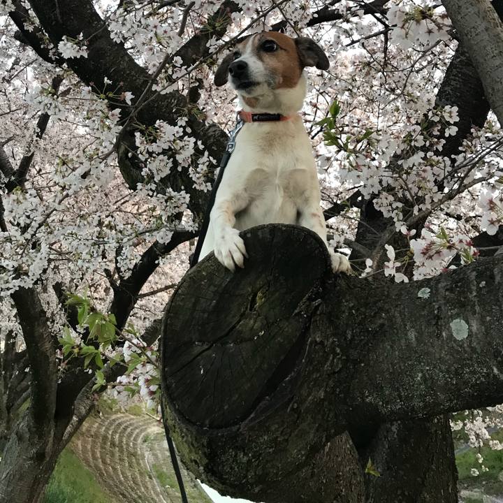 57a232f1 85f6 4b8f bf3f e644901276d7 1522410617627