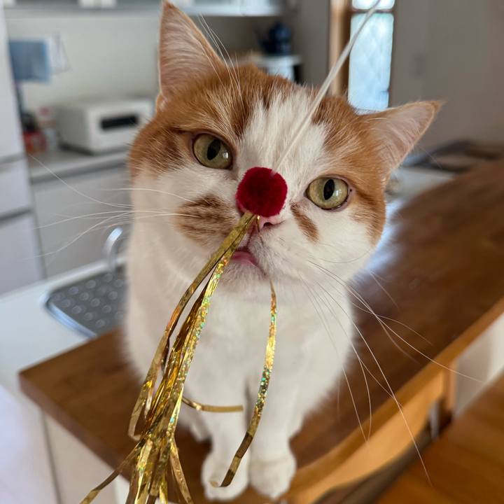 57a7cc02 cd0f 4b7c 8bbb 7a5d499415e3 1766629971943