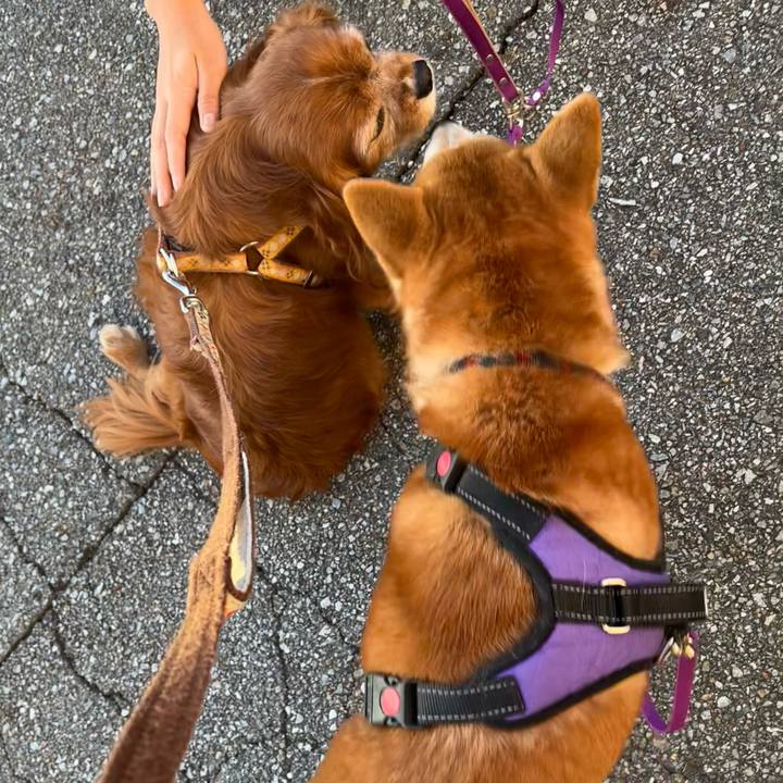 57ab4d89 9ae9 4430 a5e6 eb3a02c3bf18 1728209696133