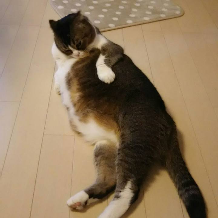 57ae4a5a fa47 47ea 8bc0 f7ebc76f7c29 1544830394785