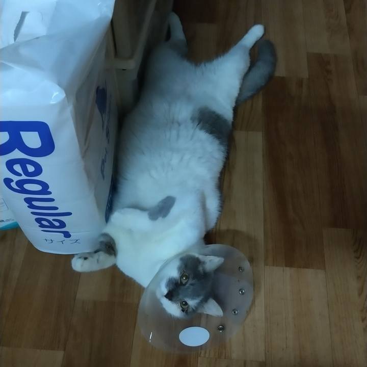 57b25447 041d 427c 9cc0 8a4d58003141 1596103988135