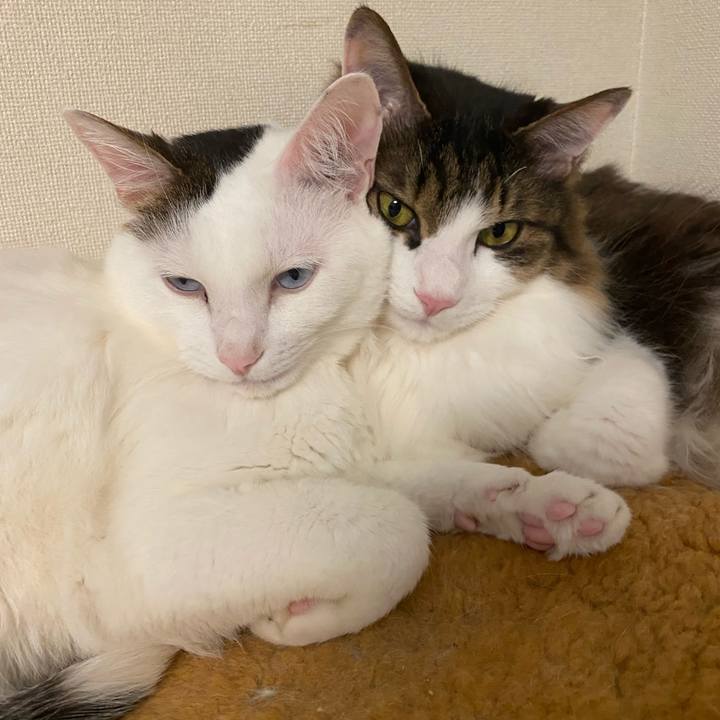 57b5e977 9786 4067 bff5 cbb425720cea 1629717250381