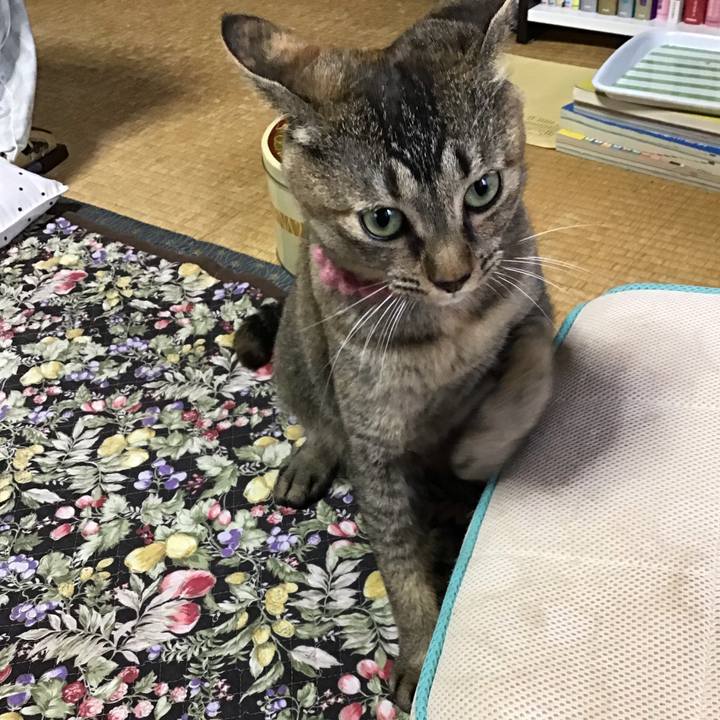 57b7909f e83f 45cf a34e ee6ec510240f 1594256004666