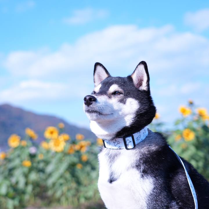 57bb2bfb c952 4a6b b264 be36ce4edc17 1763980154639