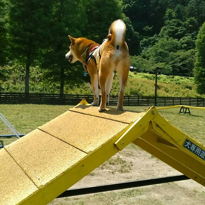 57bccfc9 1766 488d 9084 f28407131402 1527930572964