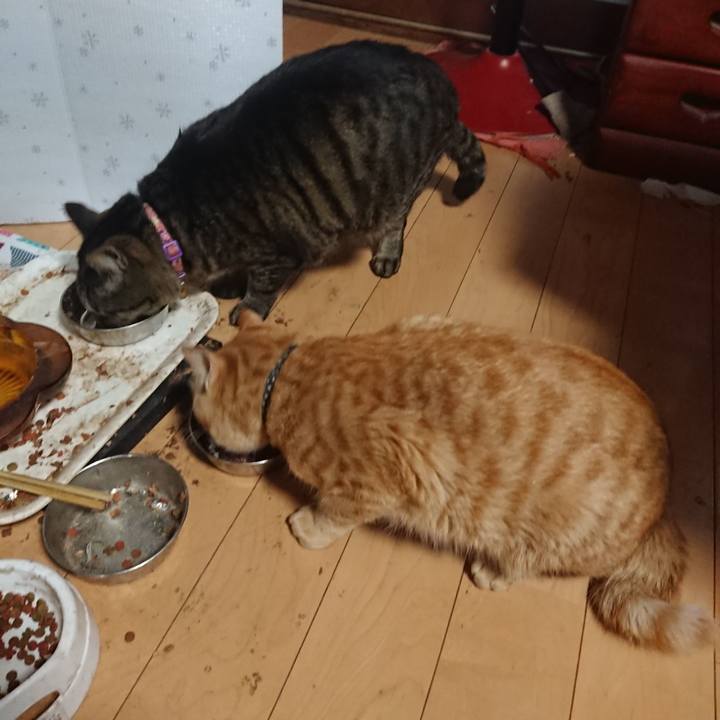 57bebcb2 d37d 4e1c 9ebe 24159d3859b8 1650716125417