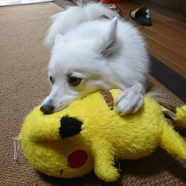 57c02770 6f48 41eb b97f 7c32a91c3ee1 1543735046019