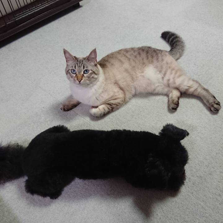 57c34512 04ff 4d59 9ec8 aff5f8efca41 1592306381281