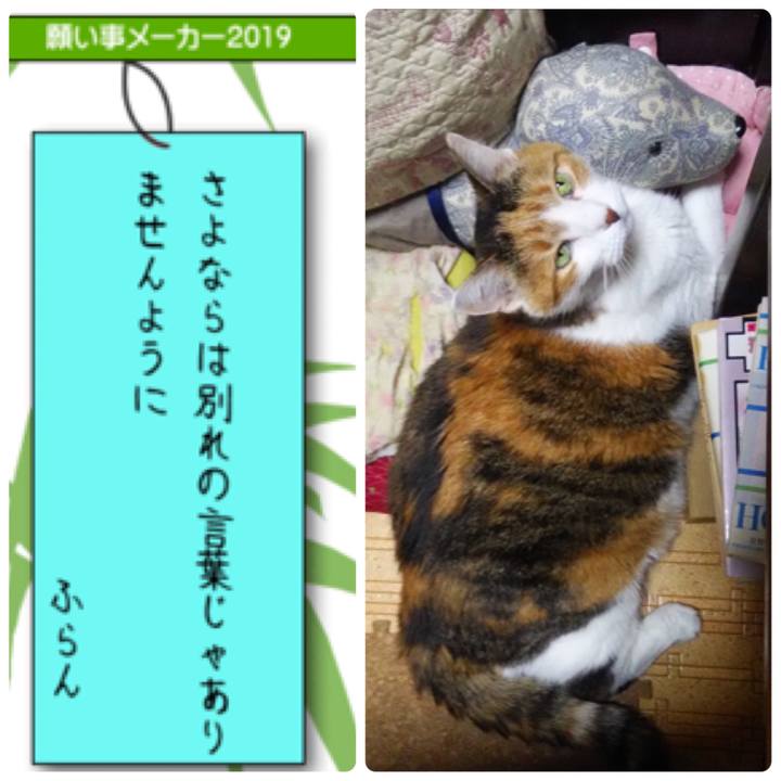 57c7d74a a09b 47fd b53b 8a0e57bd62a0 1562504558791