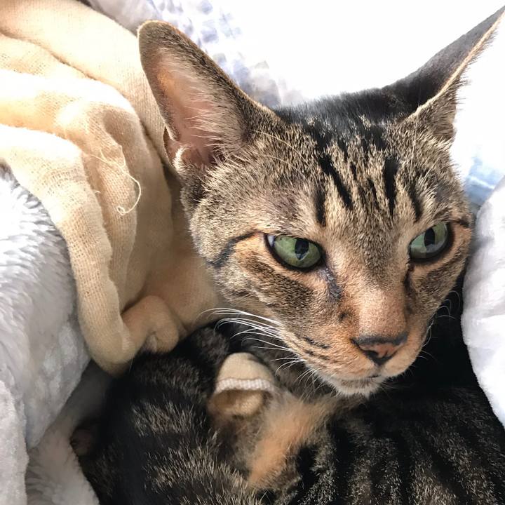 57ca4d64 3187 4a3a b6f3 d08b9062bcf1 1512610736945