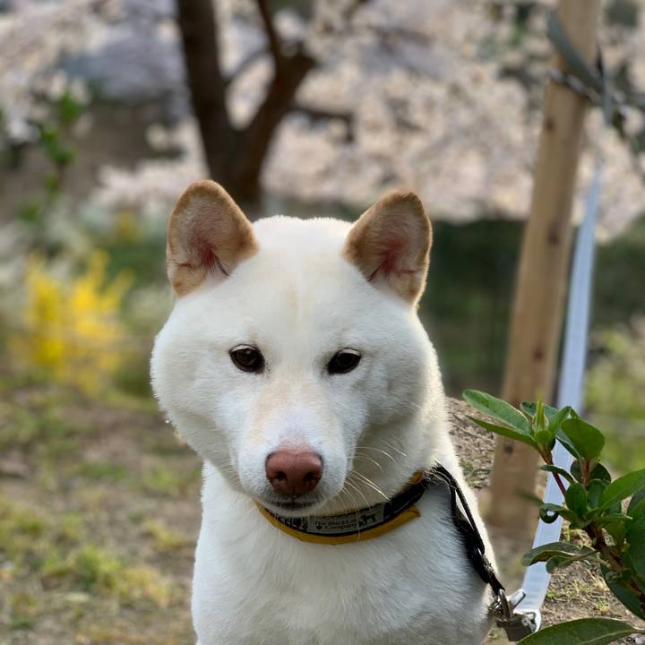 57cae038 e0ce 46de 98c7 428210ae234a 1554421478858